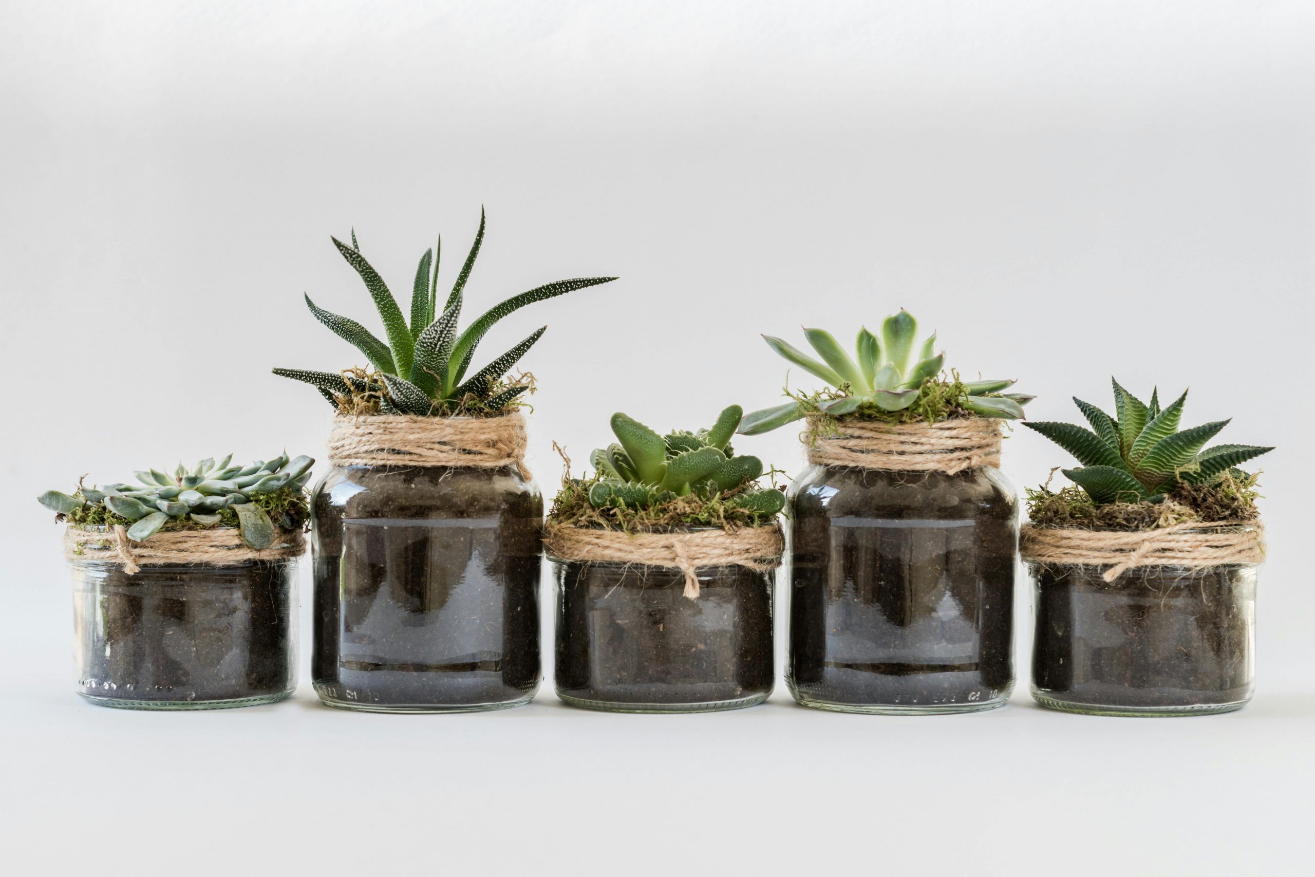 Detoxify and Thrive: Transform Your Home with Air-Purifying Plants