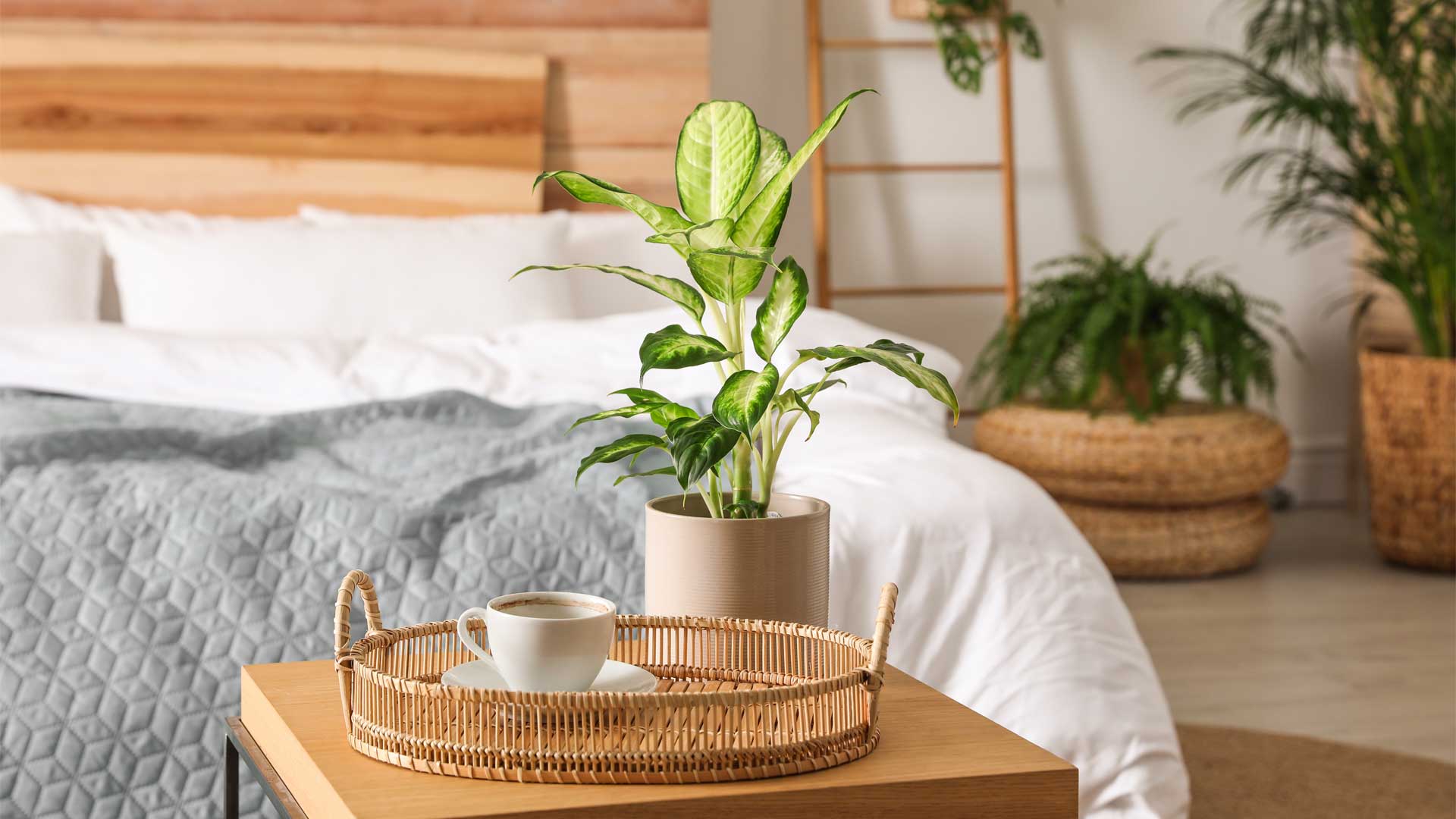 The Benefits of Plants in the Bedroom
